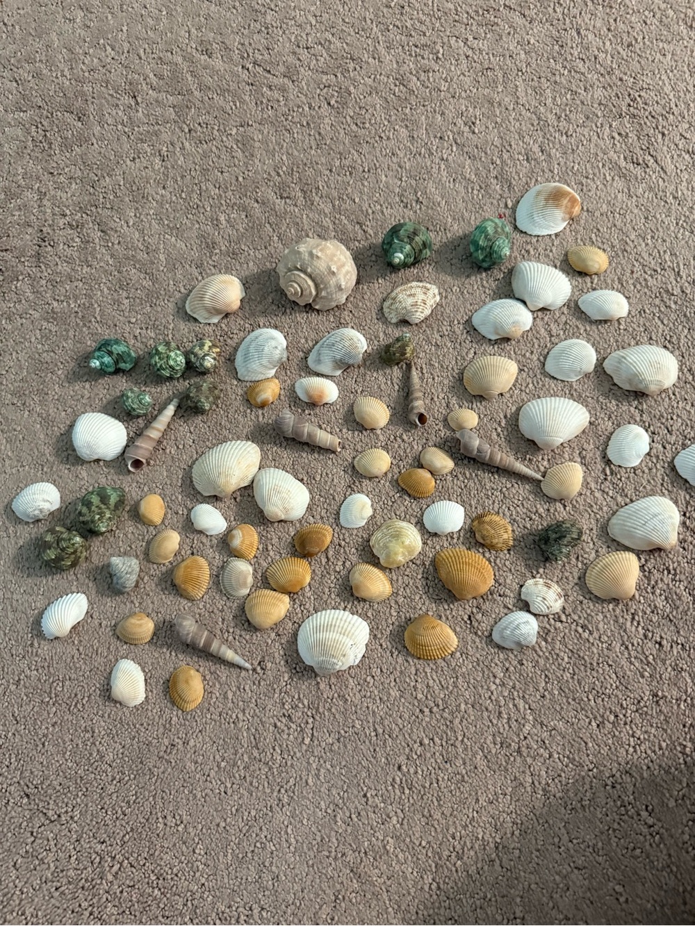 Lot of 50+ Assorted Seashells | Arts & Crafts Supplies